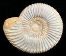 Inch Perisphinctes Ammonite - Jurassic #3650-1